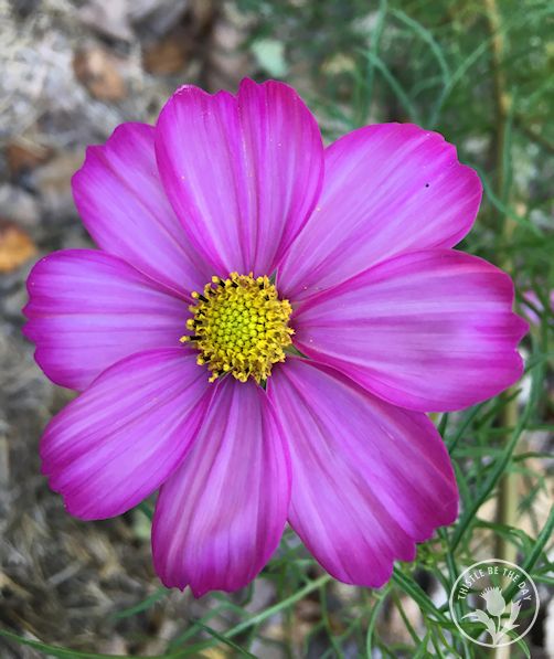 A Cosmos Connection – THISTLE BE THE DAY