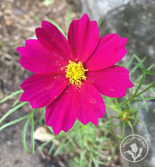 A Cosmos Connection – THISTLE BE THE DAY