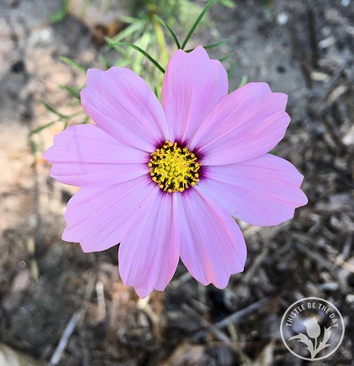 A Cosmos Connection – THISTLE BE THE DAY