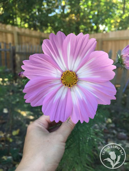 A Cosmos Connection – THISTLE BE THE DAY