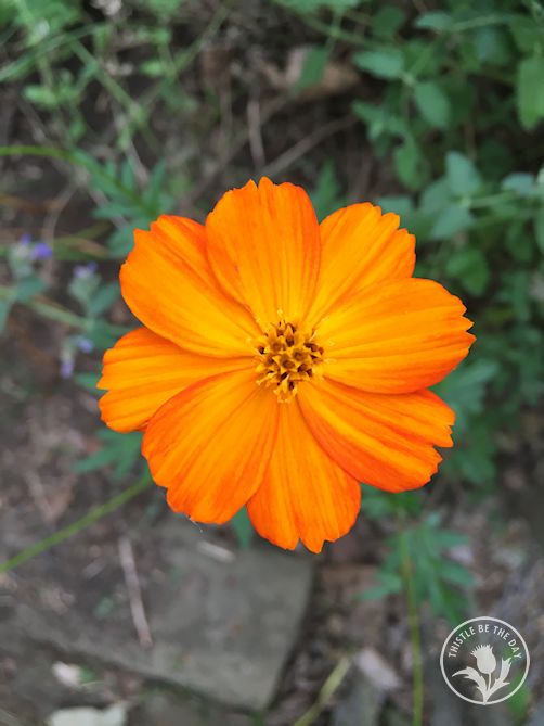 A Cosmos Connection – THISTLE BE THE DAY