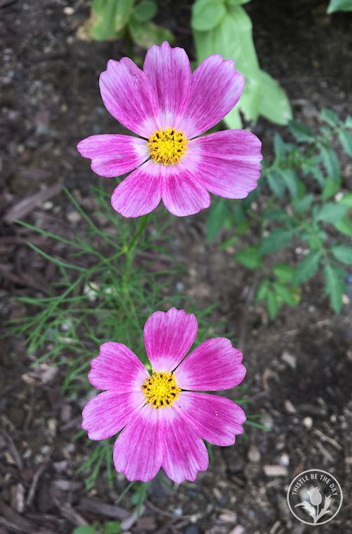 A Cosmos Connection – THISTLE BE THE DAY