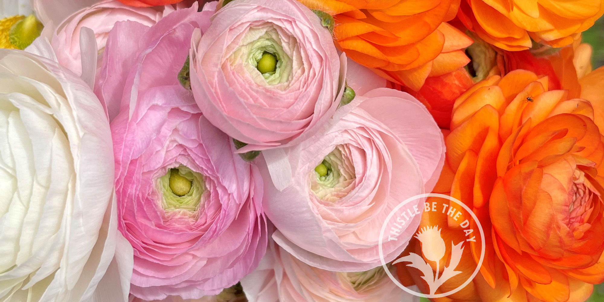 Plant Spotlight: Ranunculus – THISTLE BE THE DAY