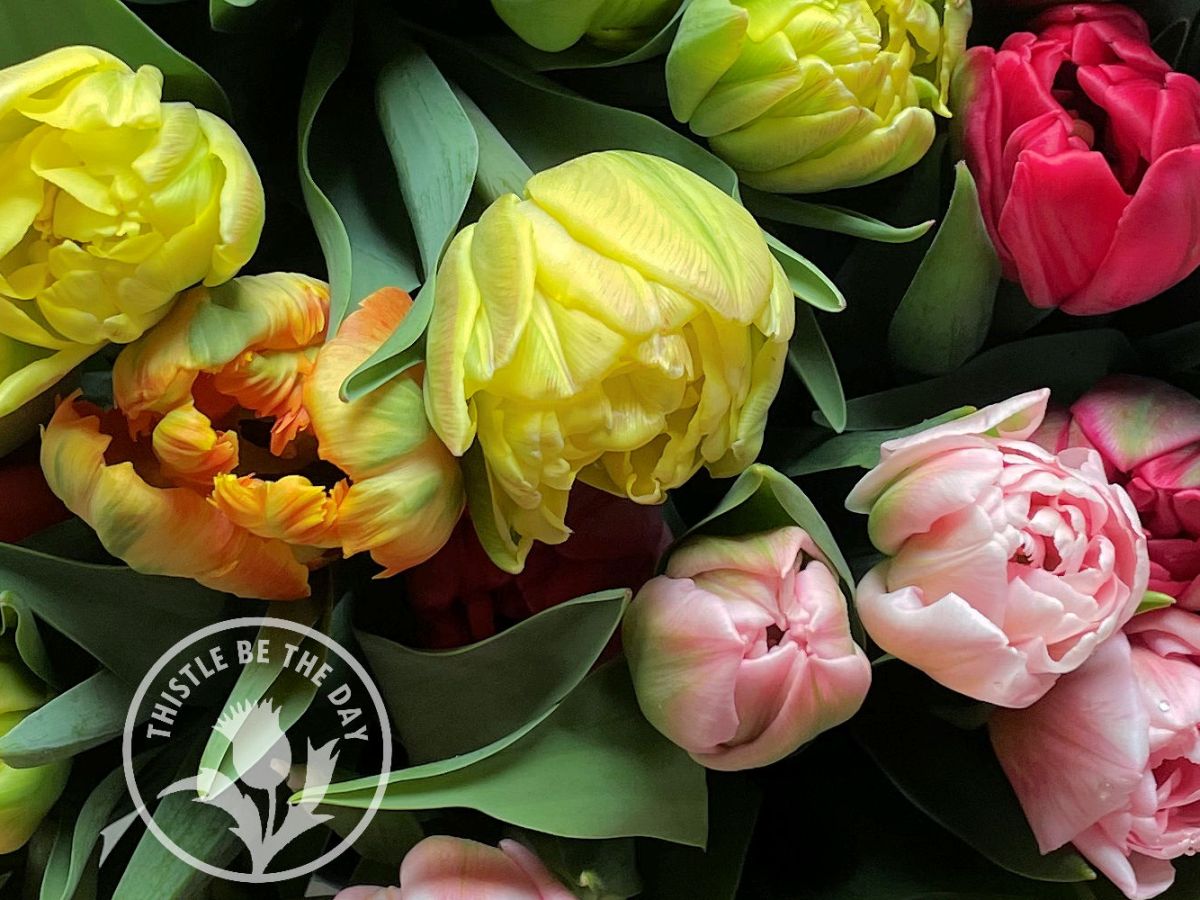 What’s Growing on in the Garden: April&nbsp;2025