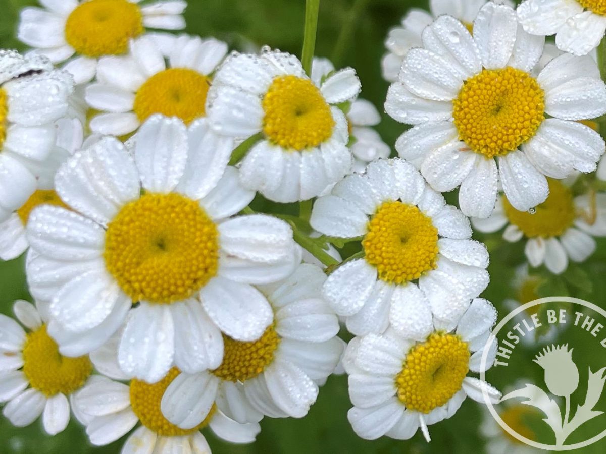 Plant Spotlight: Feverfew