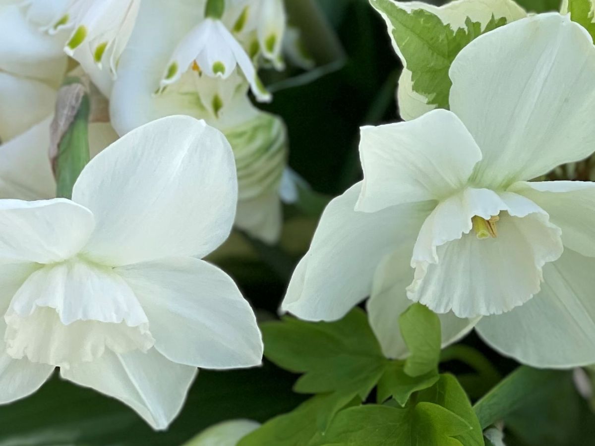 What’s Growing on in the Garden: May&nbsp;2025