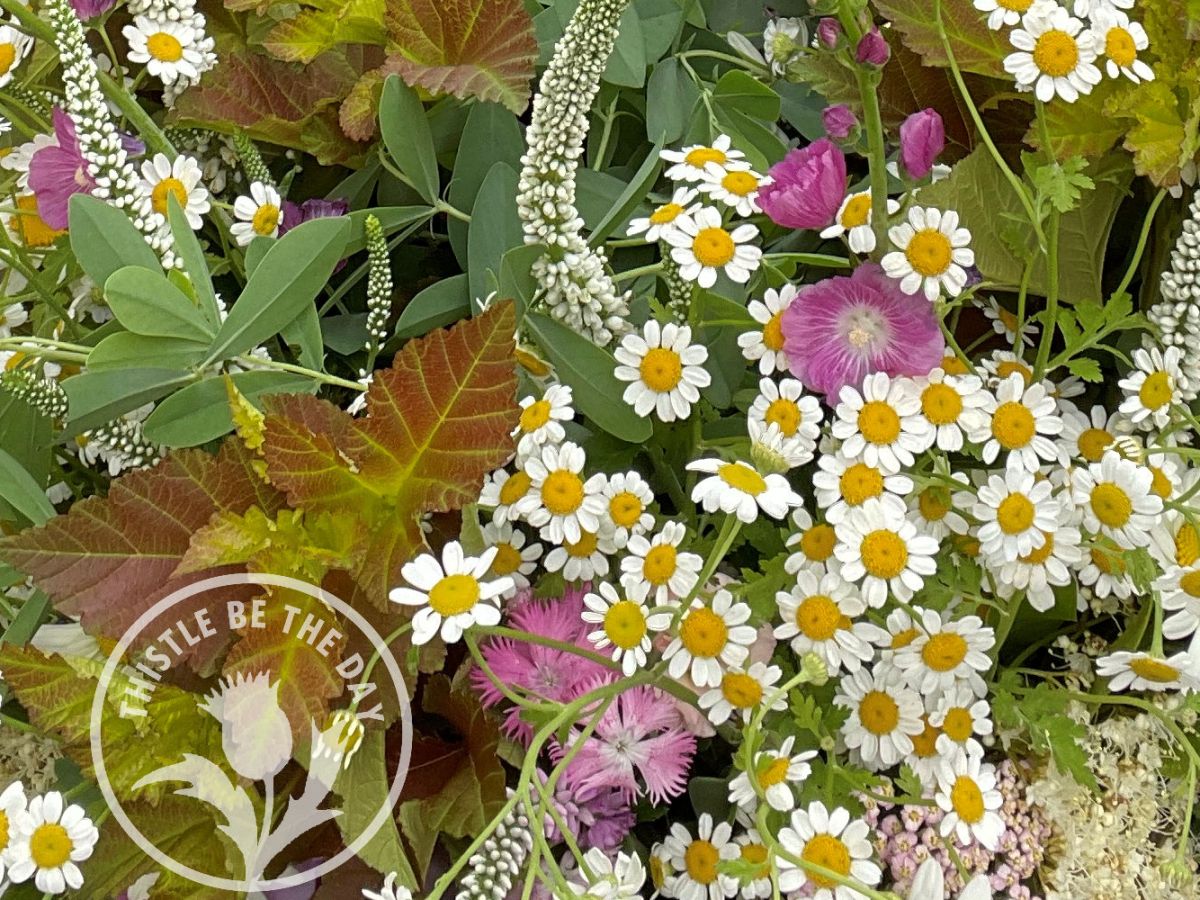 What’s Growing on in the Garden: June&nbsp;2025