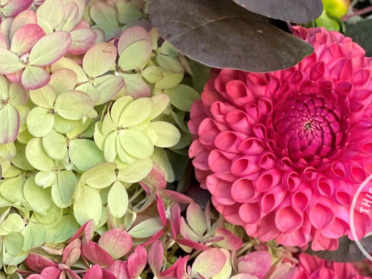 What’s Growing on in the Garden: Late Summer&nbsp;2025