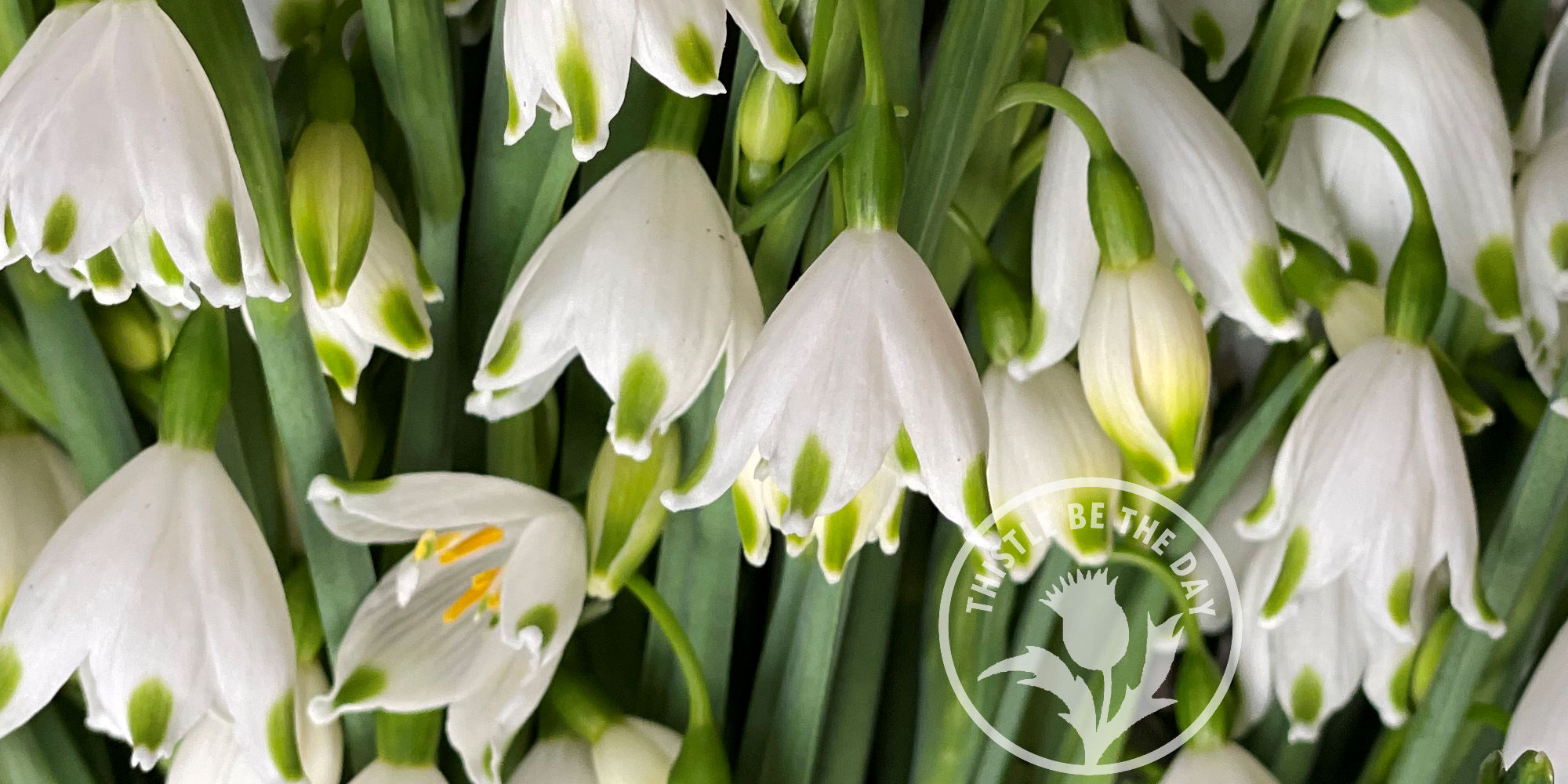Reflecting on Our Fourth Season at Whistling Bee Farm – THISTLE BE