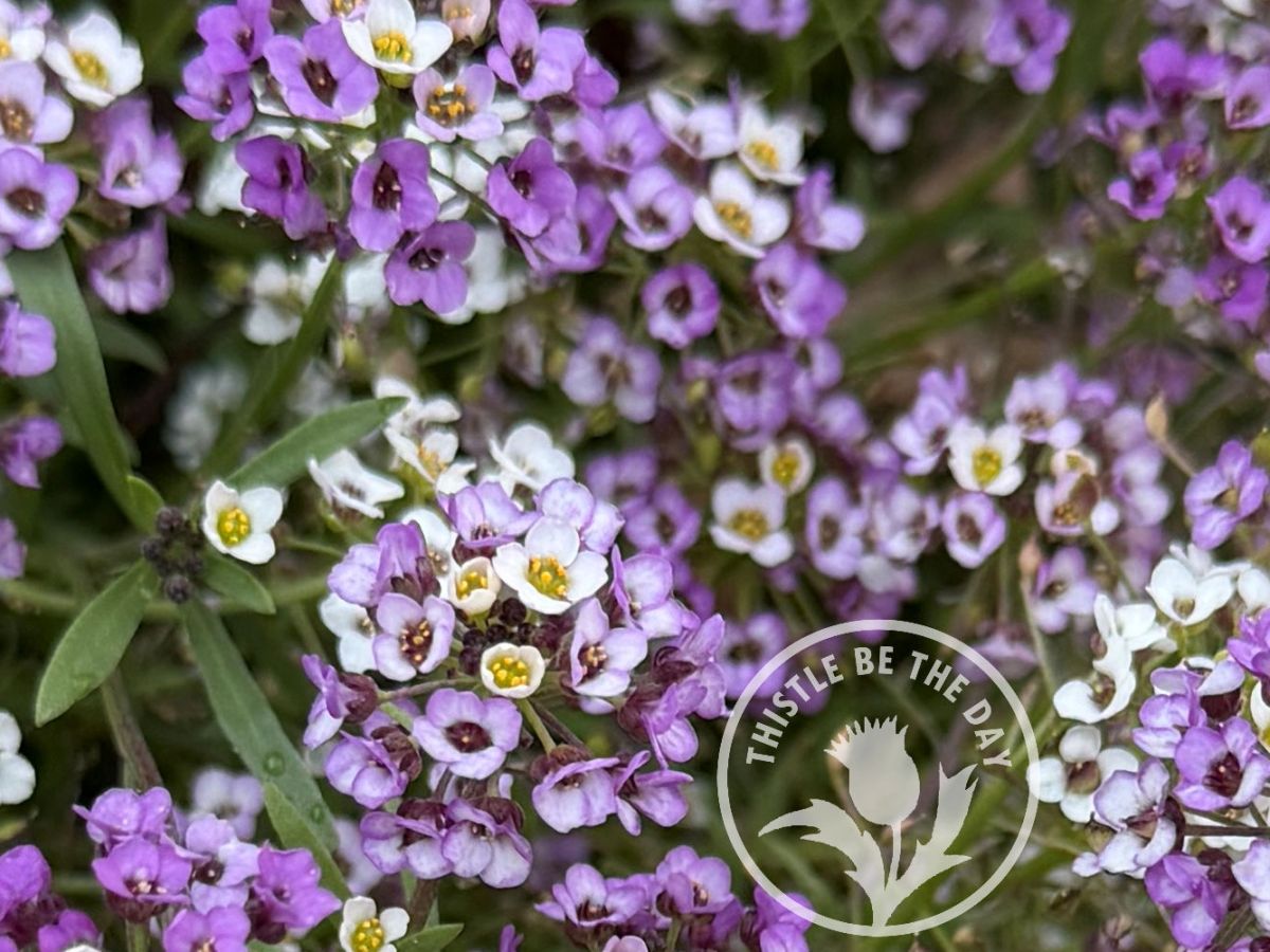 What’s Growing on in the Garden: November&nbsp;2025