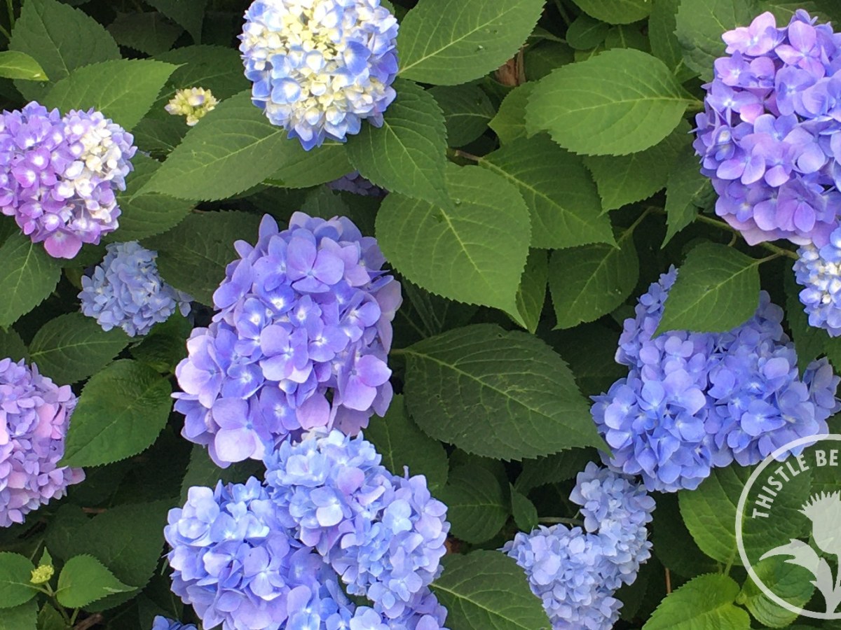 2026 Gardening Goals