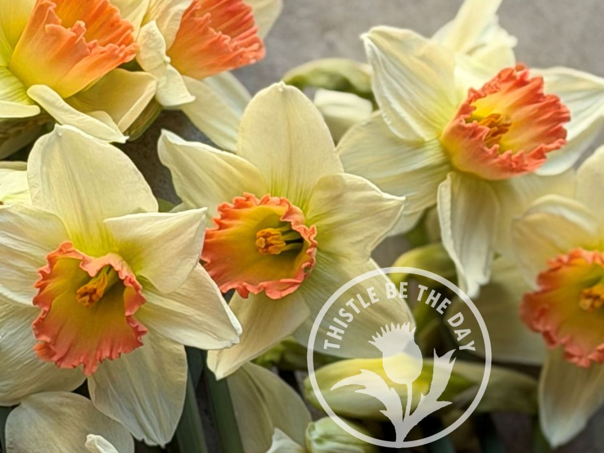What’s Growing on in the Garden: April&nbsp;2026
