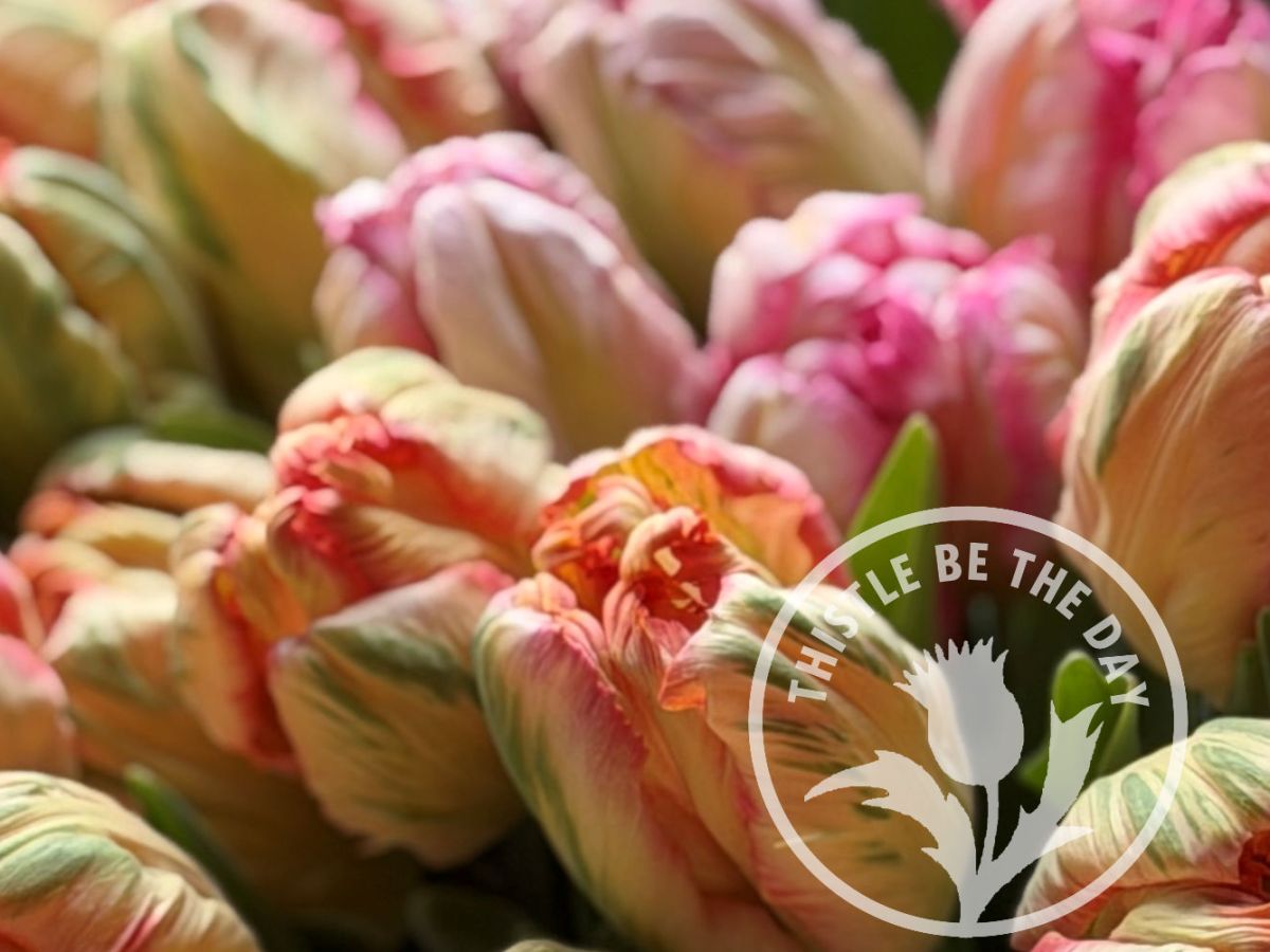 What’s Growing on in the Garden: May&nbsp;2026