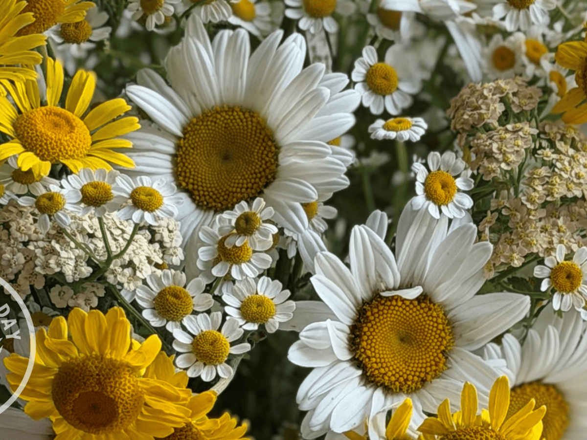 What’s Growing on in the Garden: July&nbsp;2026